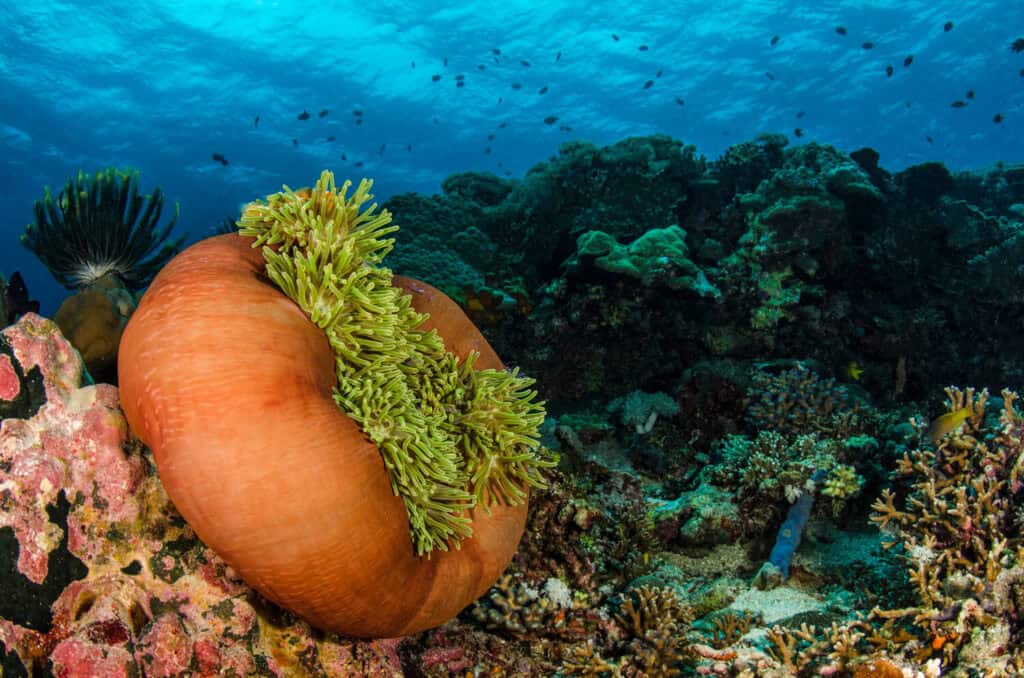 coral reef in Raja Ampat
