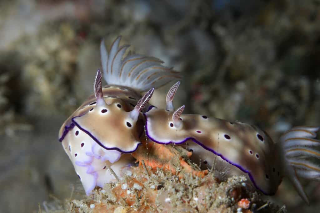 nudibranch in Raja Ampat