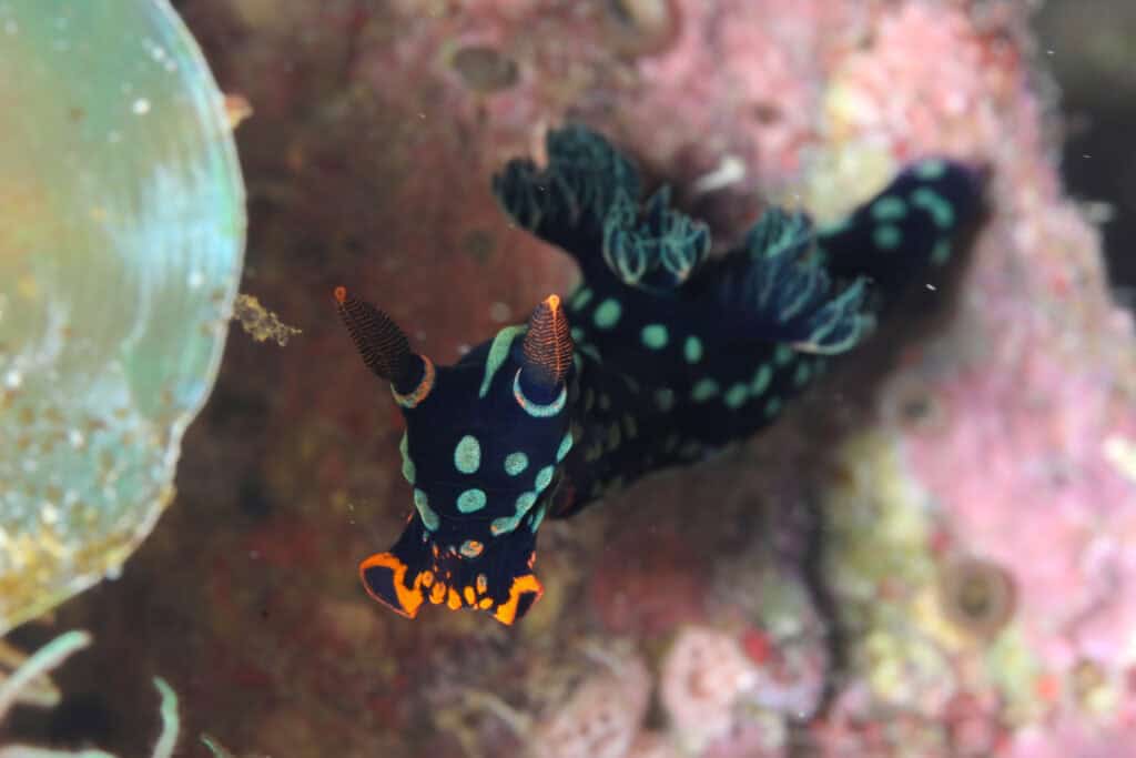 Nudibranch in Raja Ampat