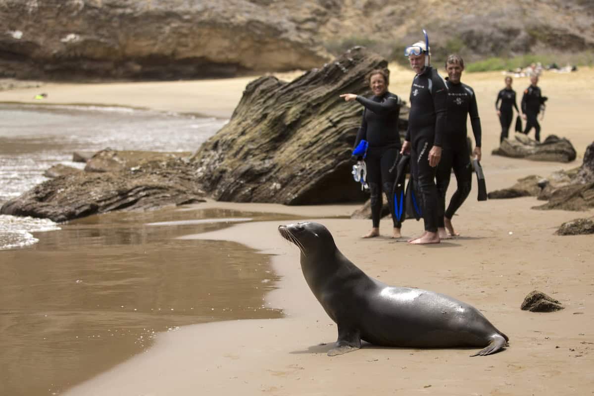 three people in snorkel gear stand behind a sea lion in the Galápagos Islands ready to enter the water