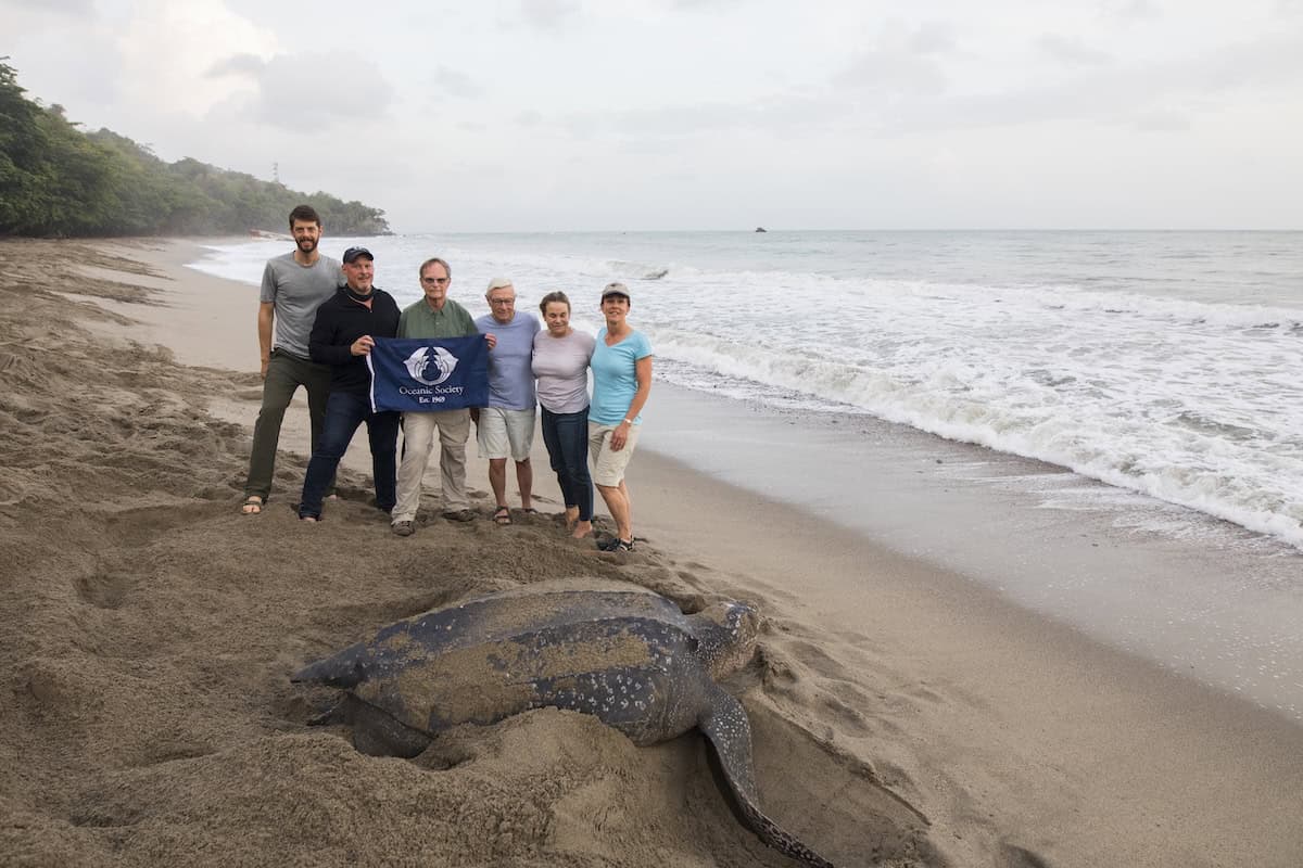 Oceanic Society volunteers stands proudly on a misty Trinidadian beach beside a massive leatherback sea turtle