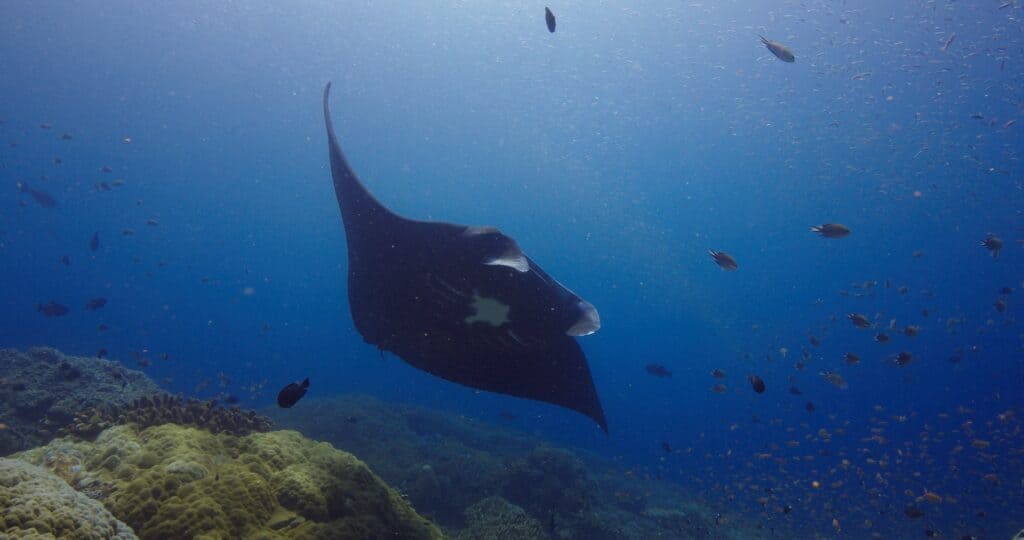 oceanic manta ray at magic mountain in Raja Ampat