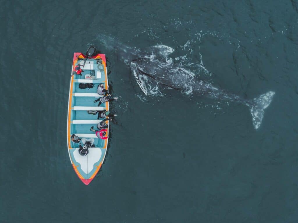 gray whale migration in Baja