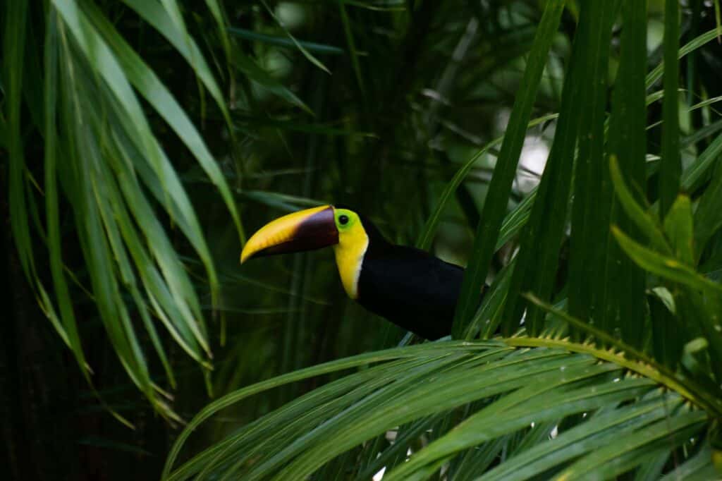 Yellow Throat Toucan nestled within dark green foliage in Costa Rica