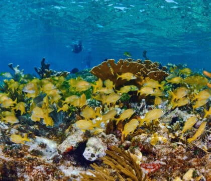 cuba gardens of the queen coral reef