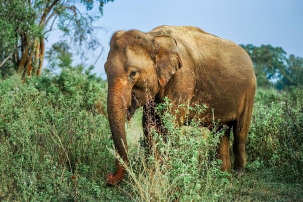 Wild Asian elephant foraging in the dense green brush of Sri Lanka's national park, with tall grasses and trees framing its majestic silhouette against a soft morning light.