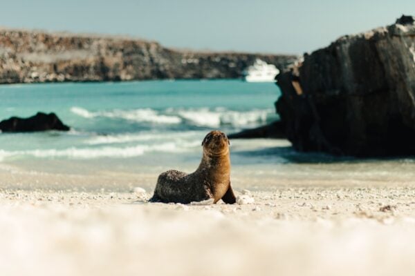 Sea lion resting on a sandy beach in the Galápagos Islands, with a rocky cliff rising in the background