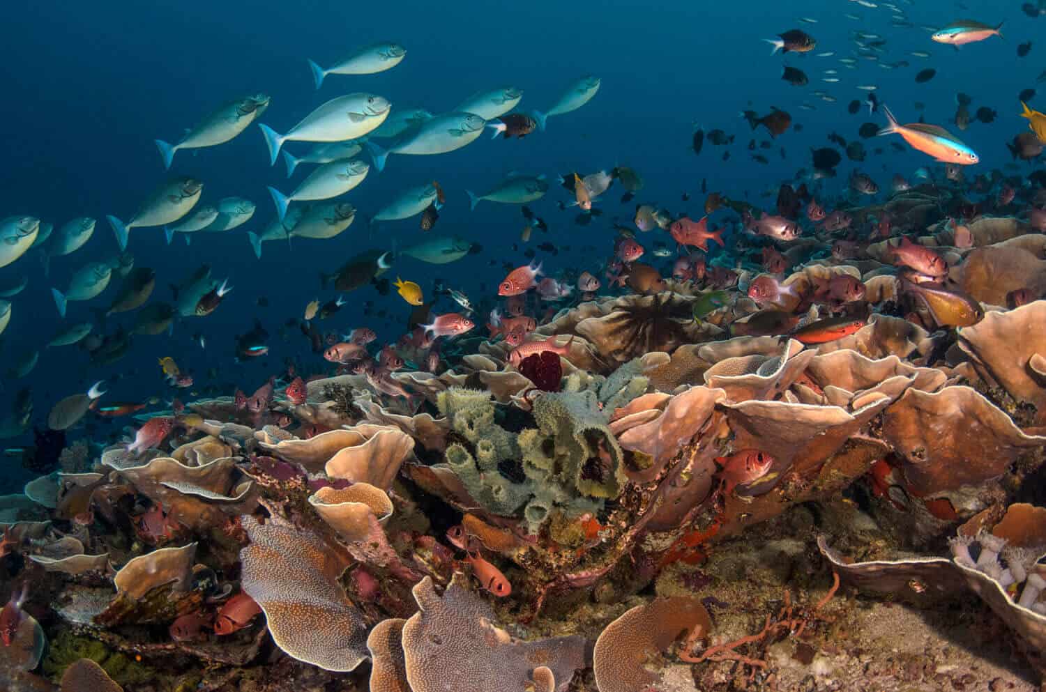 Diverse coral reef in Raja Ampat, Indonesia