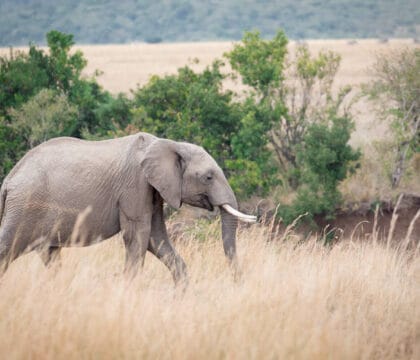 African elephant in Kenya