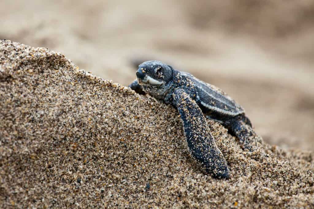 sea turtle volunteers help protect leatherback hatchlings