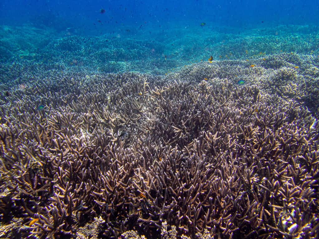 Melissas Garden coral reef in Raja Ampat