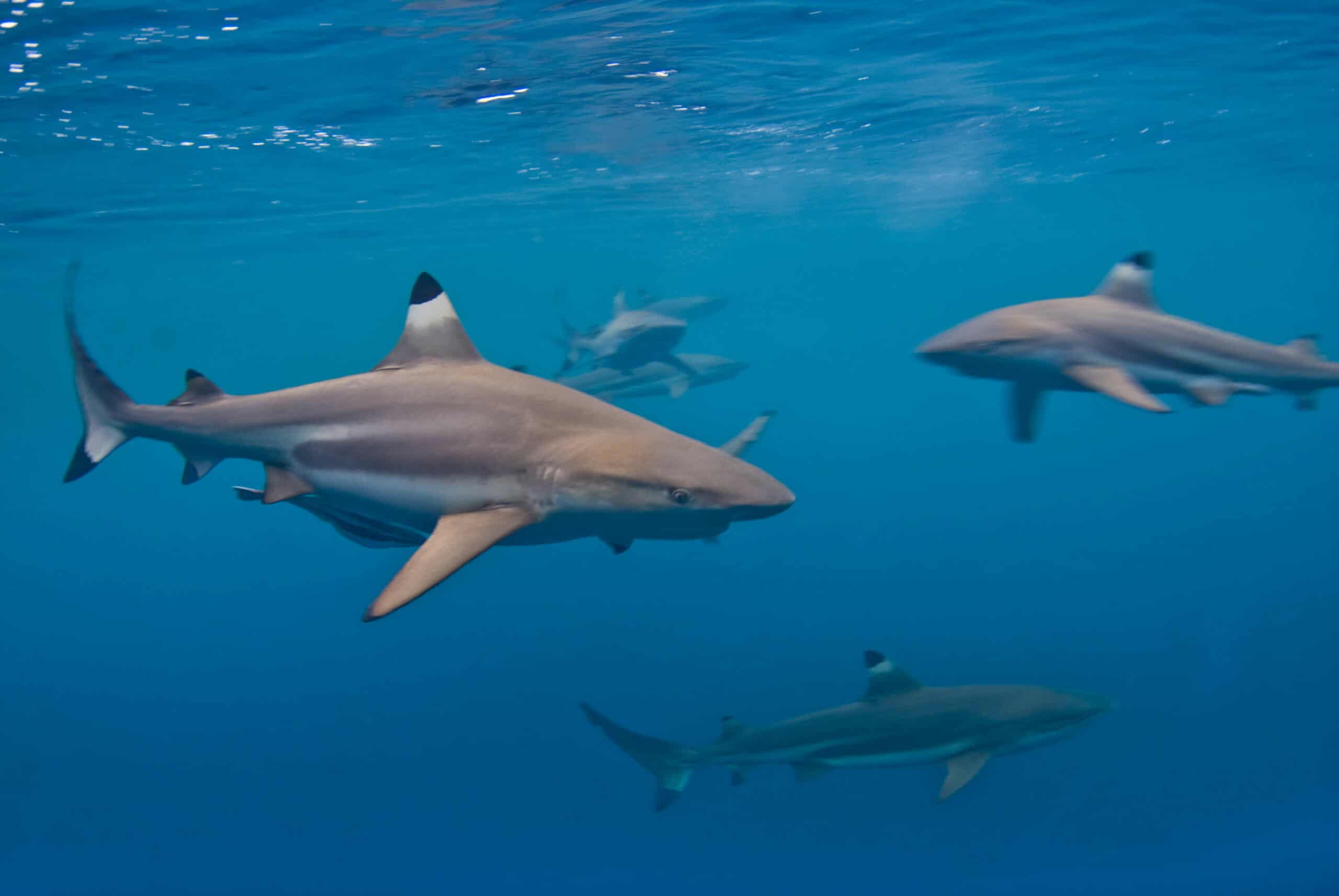 A school of blacktip reef sharks glides through the crystal-clear turquoise waters of Palau's Rock Islands during an Oceanic Society volunteer expedition, where participants survey shark populations and coral health as citizen scientists.