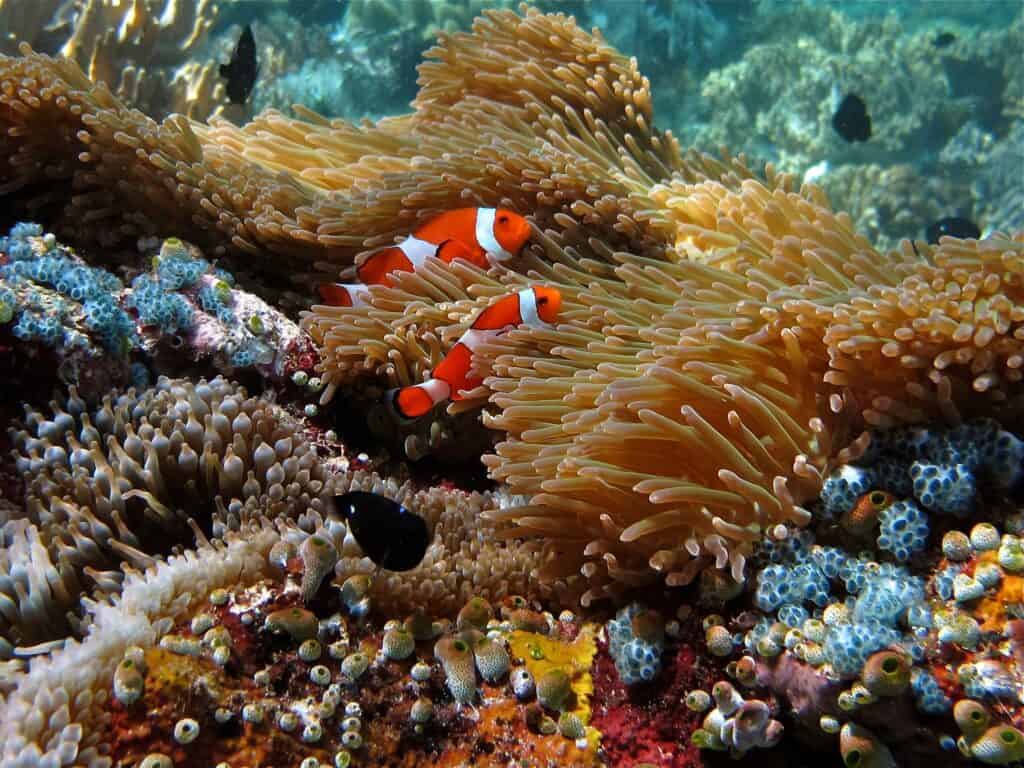 clownfish and anemone in Raja Ampat