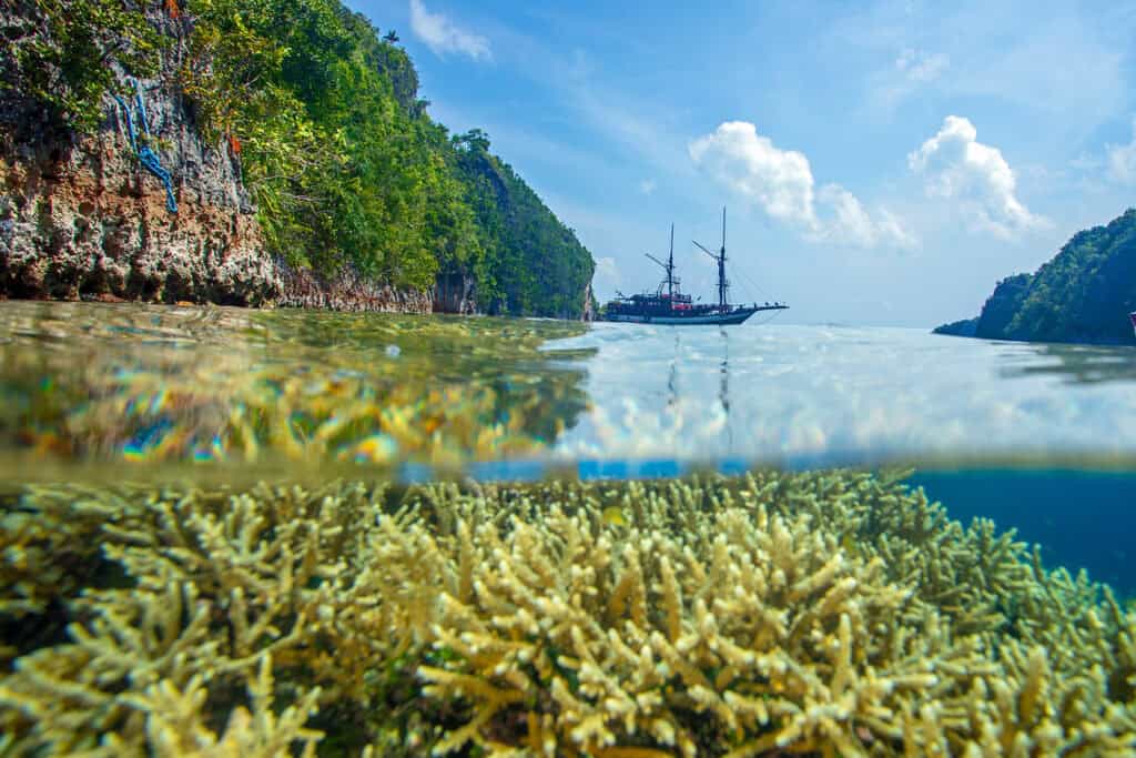 View of coral while snorkeling in Raja Ampat