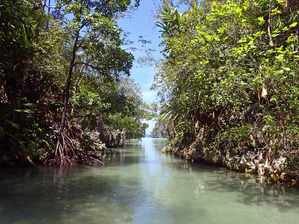 mangrove channel in Raja Ampat