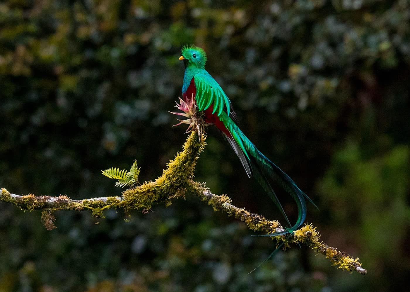 Resplendent Quetzal