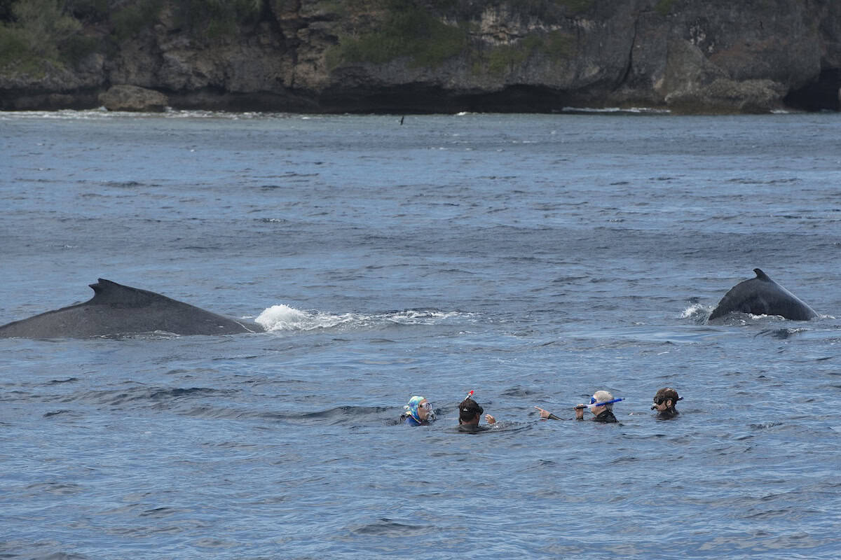 Humpback whales surfacing near snorkelers