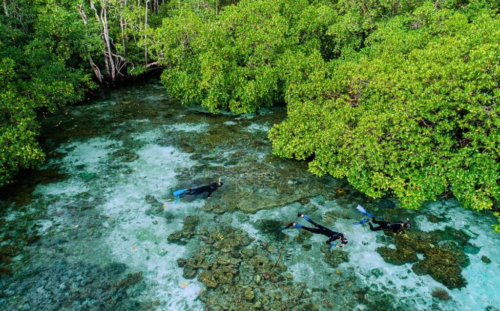 people snorkeling in Raja Ampat