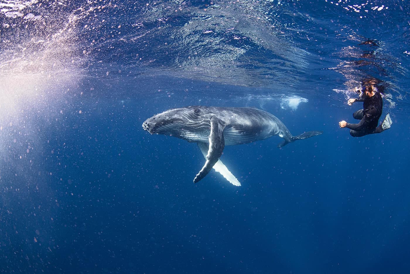 swimming with humpback whales in Tonga