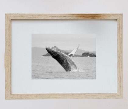Black and white humpback whale breaching print in hung frame