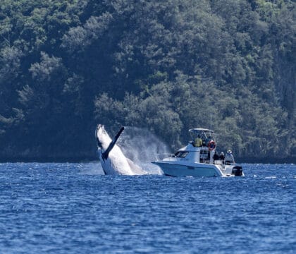 Humpback whale breaching next to boat in Tonga on Oceanic Society expedition