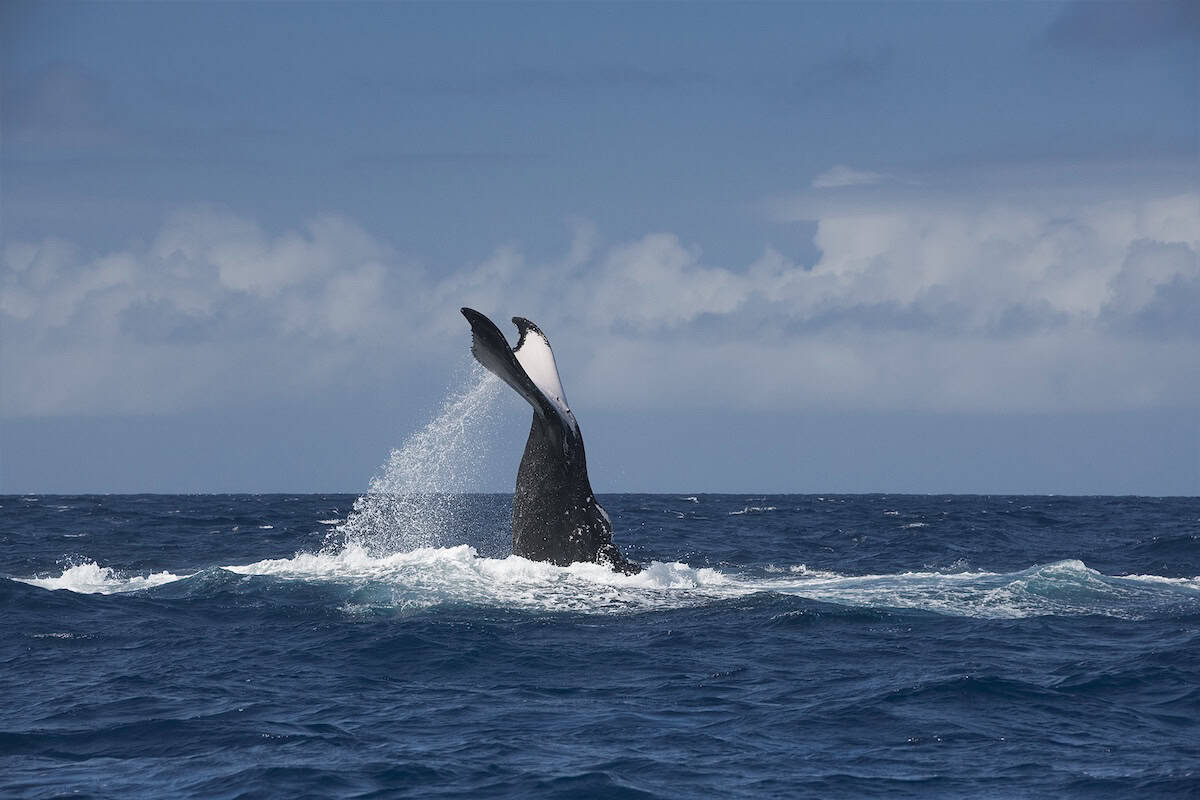 humpback whale adult female, Megaptera novaeangliae, lobtailing, Vava'u, Kingdom of Tonga, South Pacific