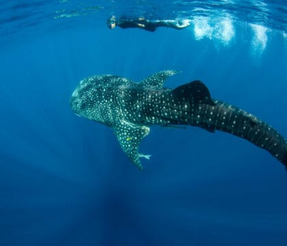 snorkeler with a whale shark