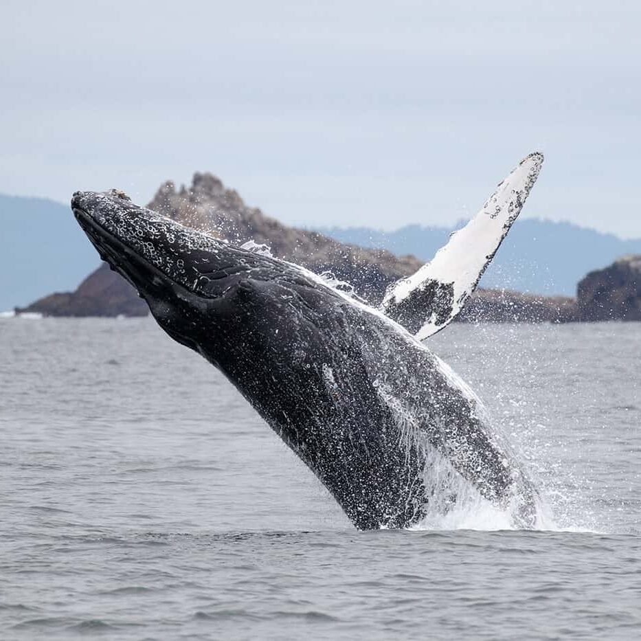 breaching humpback whale at Farallon Islands