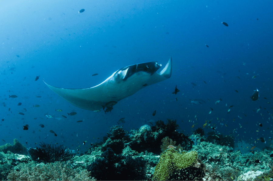 Manta ray in Raja Ampat