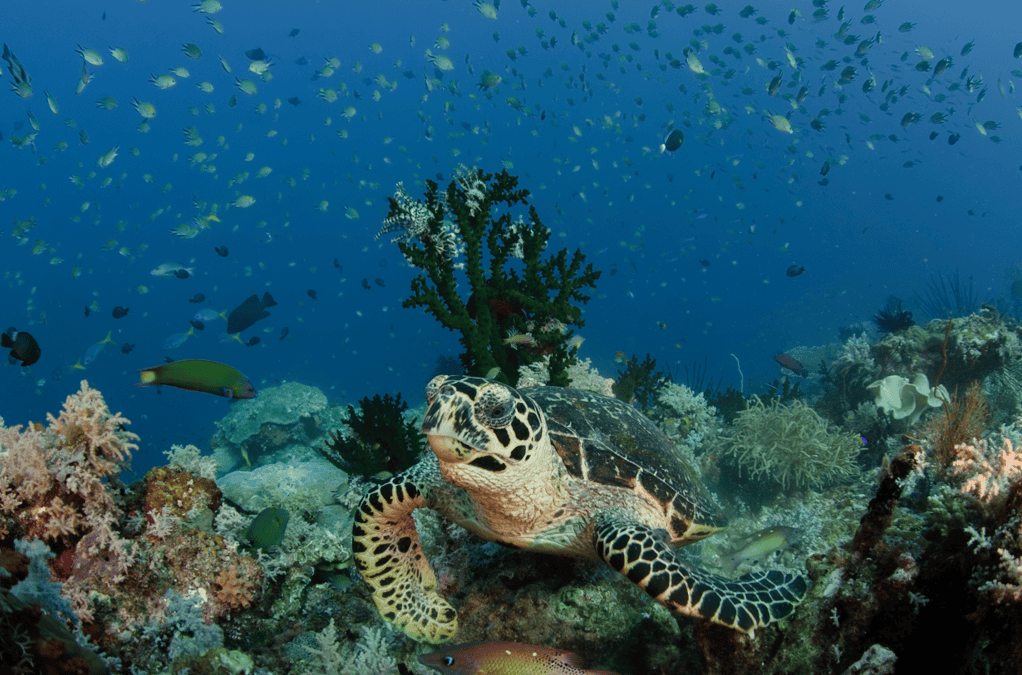 hawksbill sea turtle on coral reef in Raja Ampat